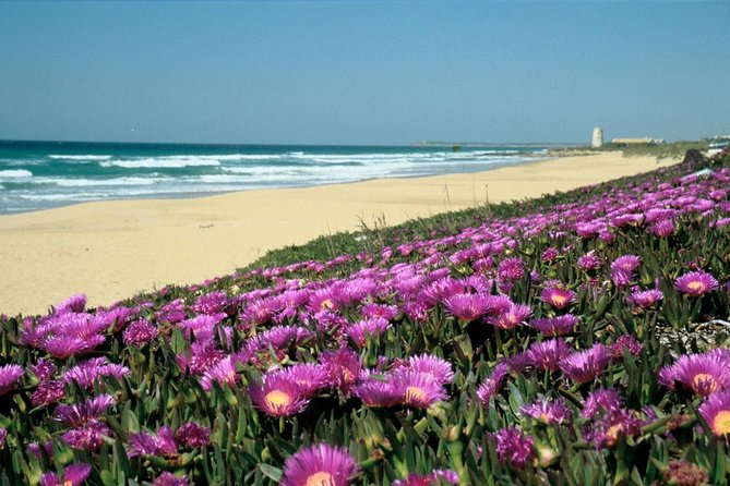 Spain's Best Beaches: Day-Trip from Seville - Small-Group Setup With AC Comfort