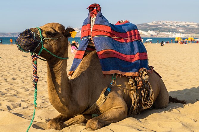 Tangier (Morocco) Day Trip from Seville with Local Guide - Price, What You Get, And Why It Can Be Worth It