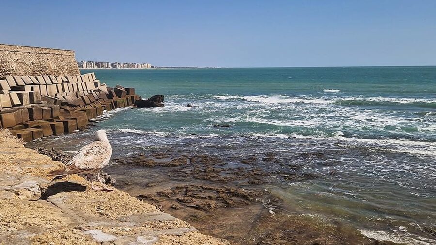 Tapas tour in Cádiz - Cádiz Tapas With an Official Guide, and Why the Stories Matter